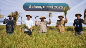 Kerja Sama Pangan Jakarta-Karawang: Panen Raya Bareng Menteri!