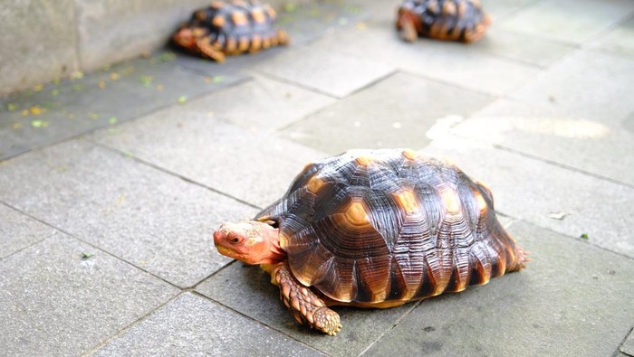 Rahasia Sukses Bisnis Kura-Kura Darat: Untung Melimpah, Modal Minim
