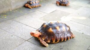 Rahasia Sukses Bisnis Kura-kura Darat: Untung Besar Menanti Anda