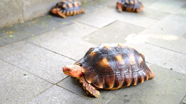 Rahasia Sukses Bisnis Ternak Kura-Kura Darat: Untung Melimpah